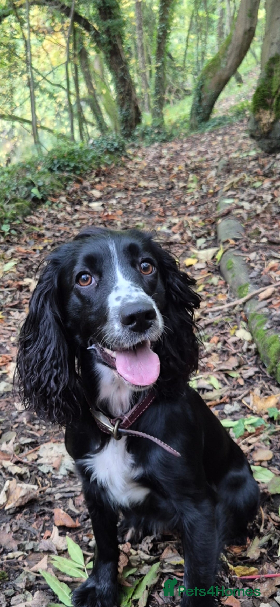 Cocker Spaniel dogs for sale: Beautiful chunky male cockers - Image 10