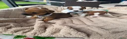 Jack Russell dogs for sale: stunning Jackrussel puppies - Advert 10