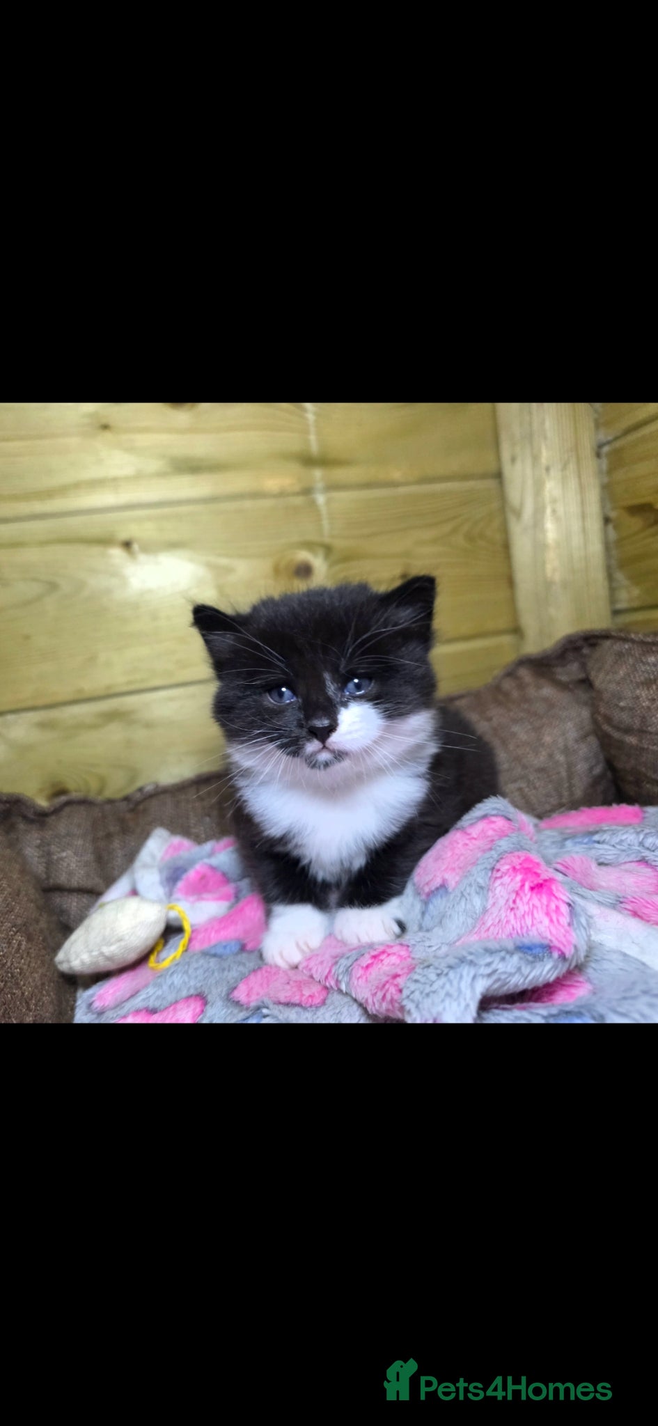 Mixed Breed Kitten 3