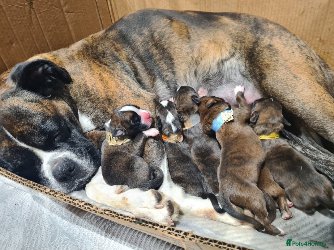 Boxer dogs for sale: Beautiful Pedigree Boxer Pups - Advert 3