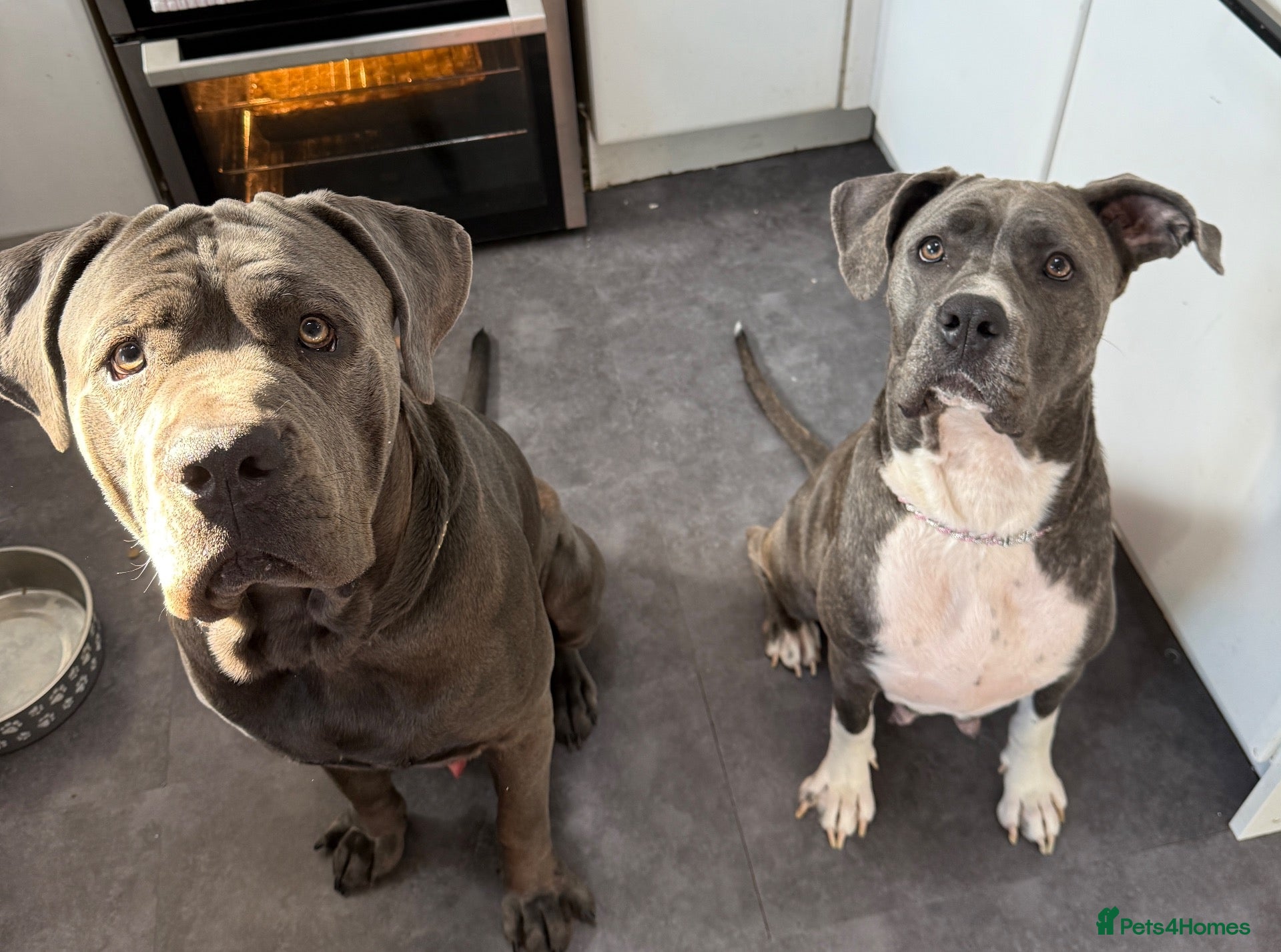 Cane Corso dogs Cane corso puppies - Advert 1