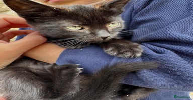 Mixed Breed cats - Advert 13