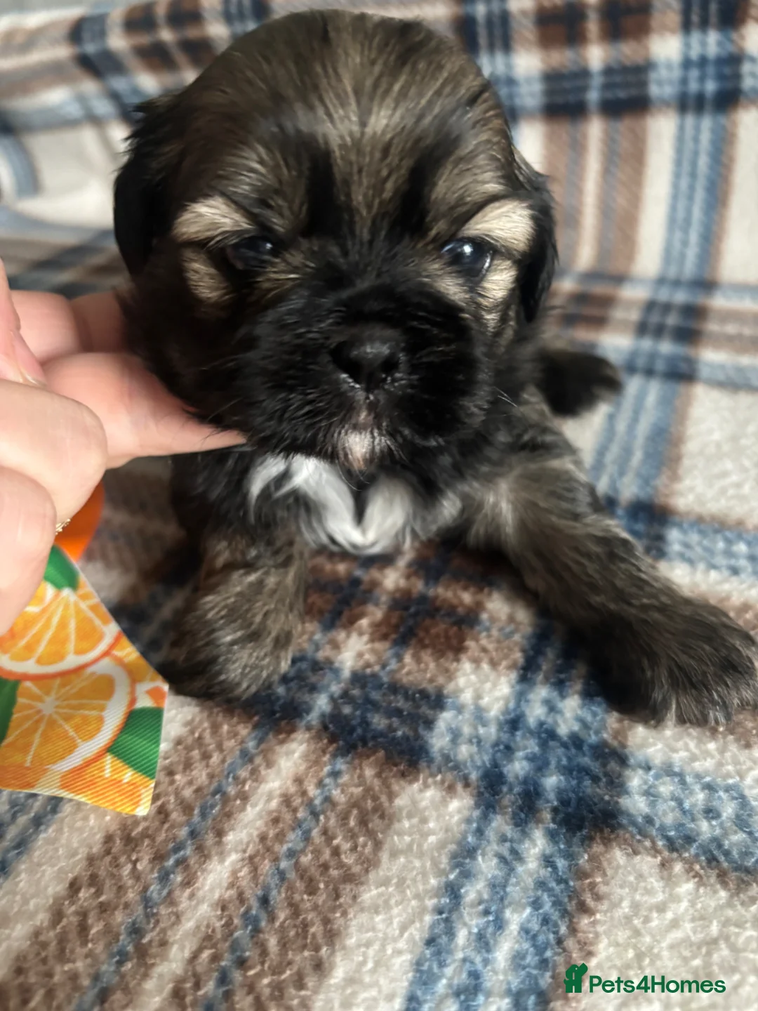 Shih Tzu dogs for sale: Imperial shih tzu  - Advert 2