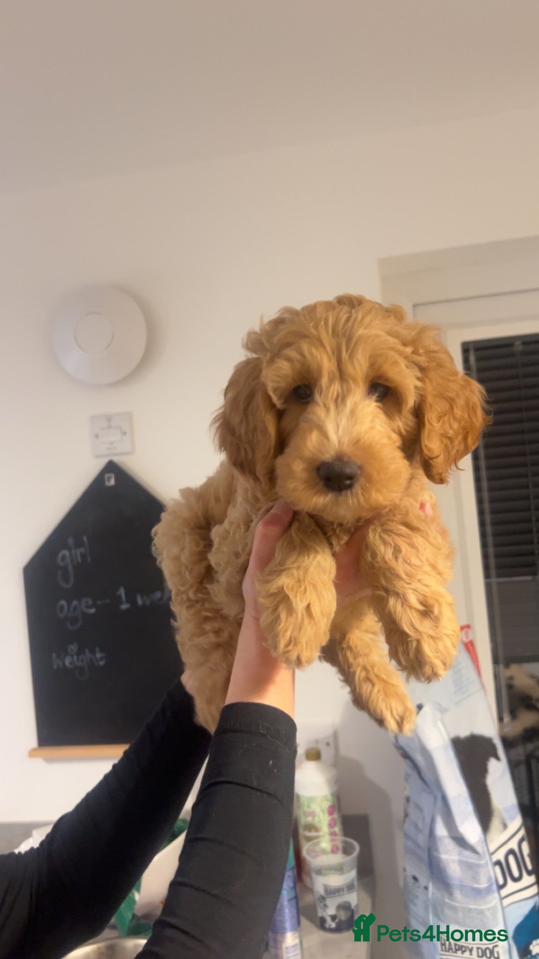 Australian Labradoodle dogs Australian labradoodle  - Advert 16