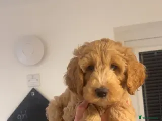 Australian Labradoodle dogs Australian labradoodle - Advert 16