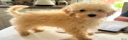 Poochon dogs for sale: poochon puppy  - Advert 2