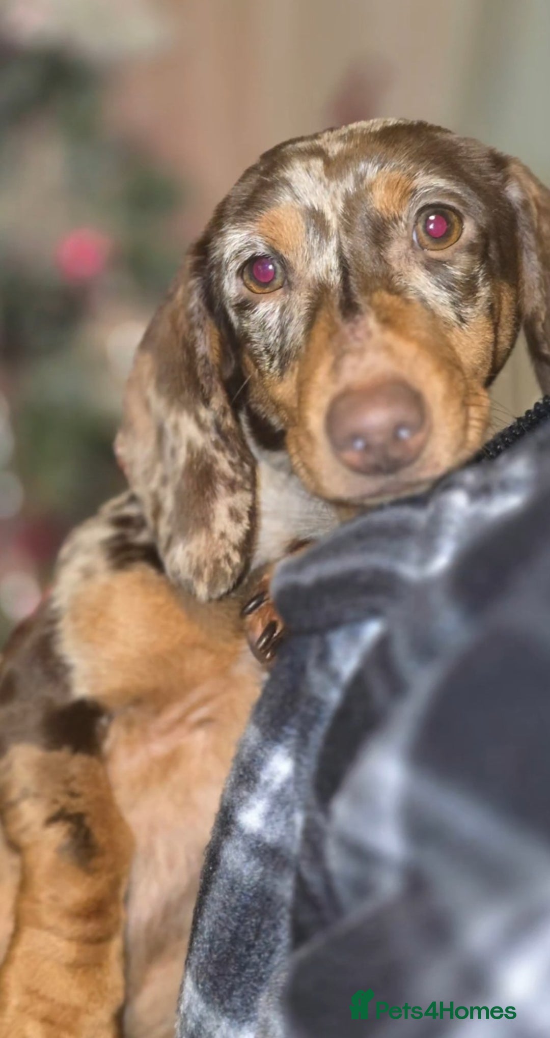 Miniature Dachshund dogs for sale: Dachshunds for sale  - Image 9