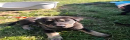 German Shepherd dogs for sale: 6 Beautiful German Shepherd Puppies (3 LEFT) - Advert 10