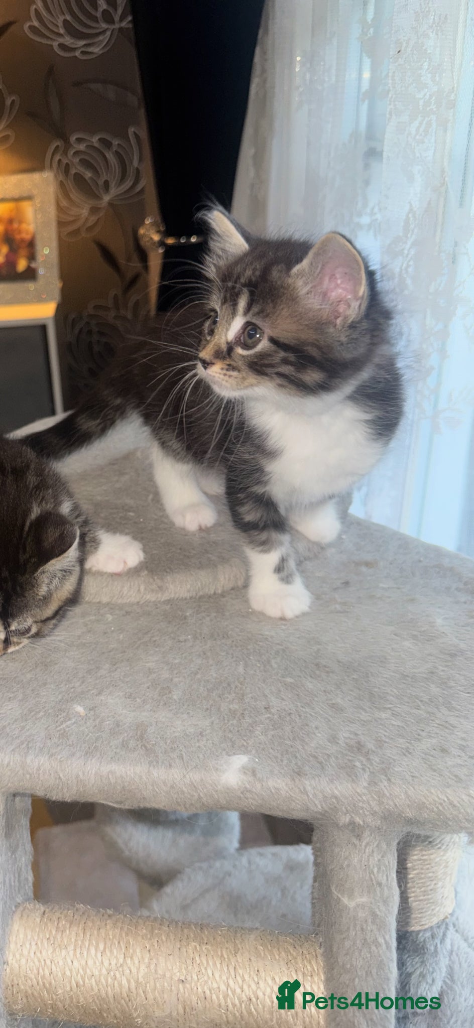 Mixed Breed cats for sale: 6 beautiful chunky kittens  - Advert 16