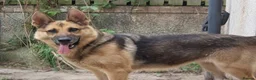 German Shepherd dogs for sale: German Shepherd Female 3.5 years old - Advert 1
