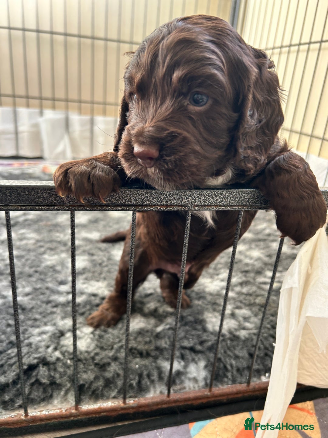 Cocker Spaniel dogs for sale: Beautiful cocker spaniel pups  - Advert 12