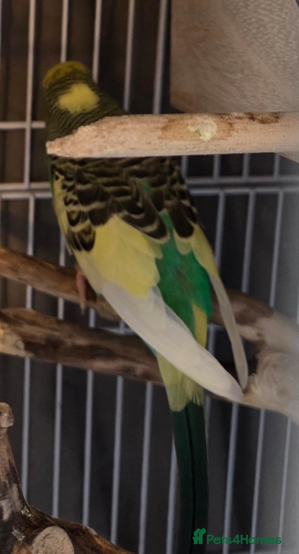 Budgerigars birds Young male and female bonded budgies - Advert 2