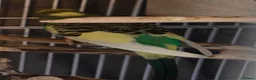 Budgerigars birds for sale: Young male and female bonded budgies - Advert 2
