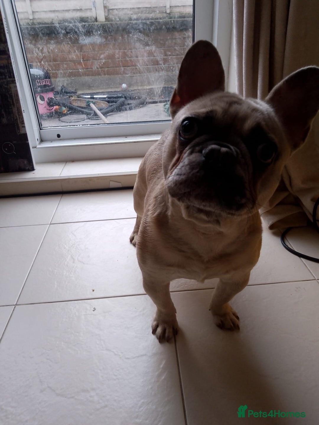 French Bulldog dogs for sale: male french bulldog  - Advert 2