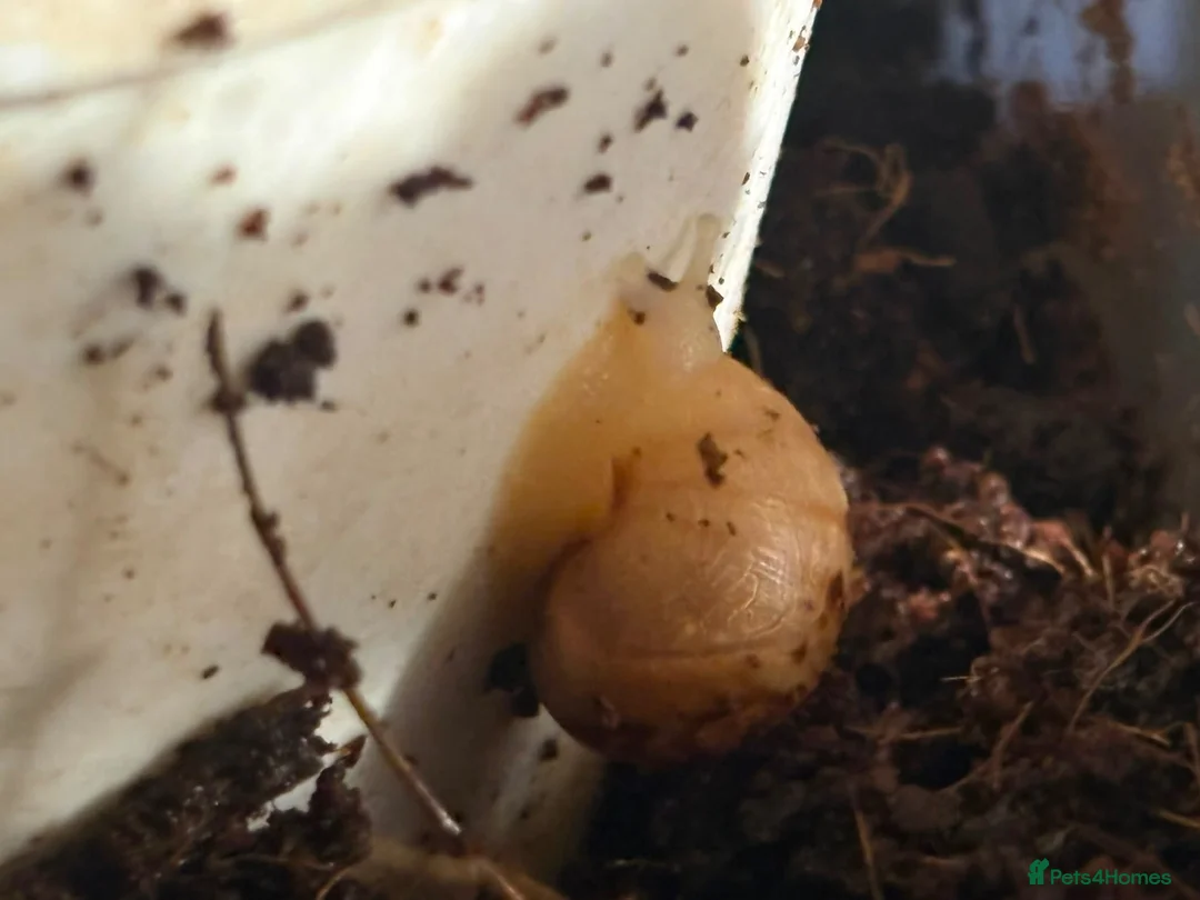 Mixed Breed reptiles for sale: Albino Large African Land Snail Babies!!! in Staines - Advert 4