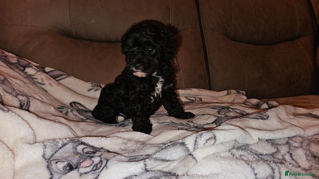 Toy Poodle dogs for sale: Toy poodle puppys - Image 5