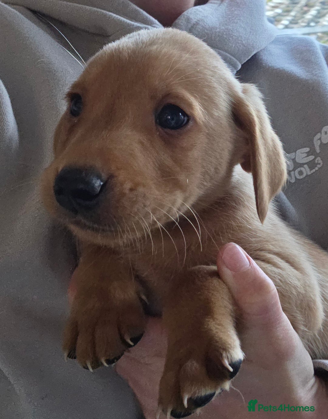 Labrador Retriever dogs for sale: Labrador puppies - Image 8