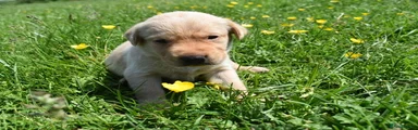 Labrador Retriever Puppy 7