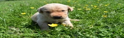 Labrador Retriever dogs for sale: Stunning Working Pedigree Labrador Puppies  - Advert 17