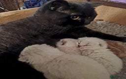British Shorthair cats for sale: Stunning  GCCF Bred British Shorthair kittens - Image 9