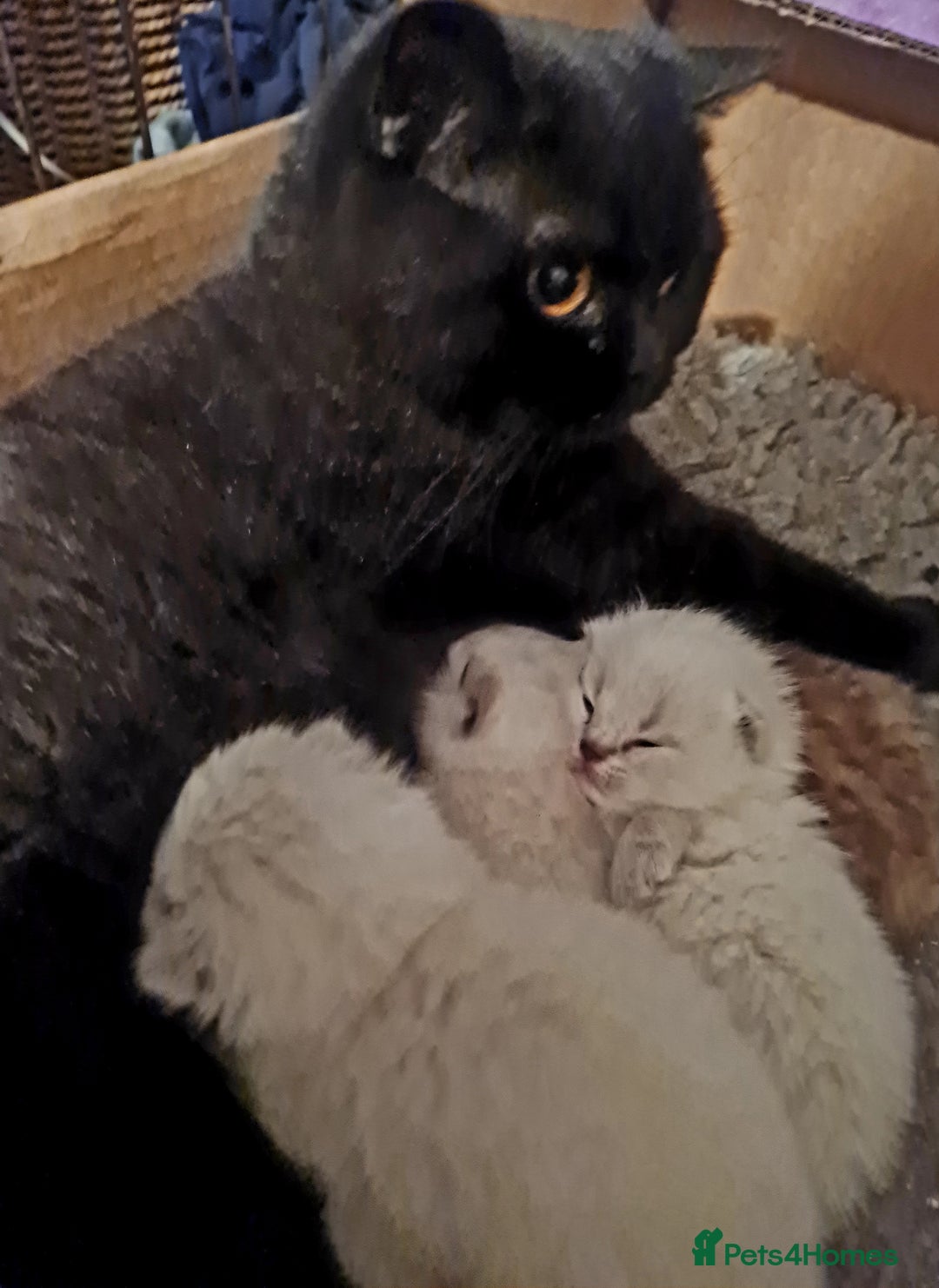 British Shorthair cats for sale: Stunning  GCCF Bred British Shorthair kittens - Image 9