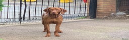 Hungarian Vizsla dogs for stud: Rare rusty gold  in Chepstow - Advert 8
