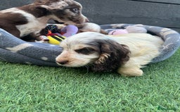 Cocker Spaniel dogs for sale: ❤️Gorgeous, Happy, Healthy, Spaniel babies 💙 - Image 29