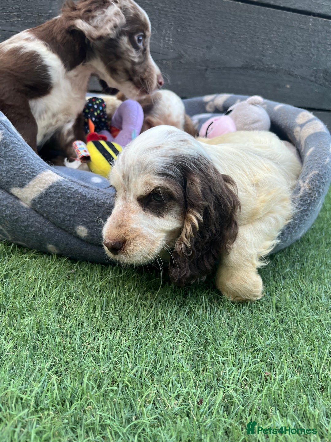 Cocker Spaniel dogs for sale: ❤️Gorgeous, Happy, Healthy, Spaniel babies 💙 - Image 29