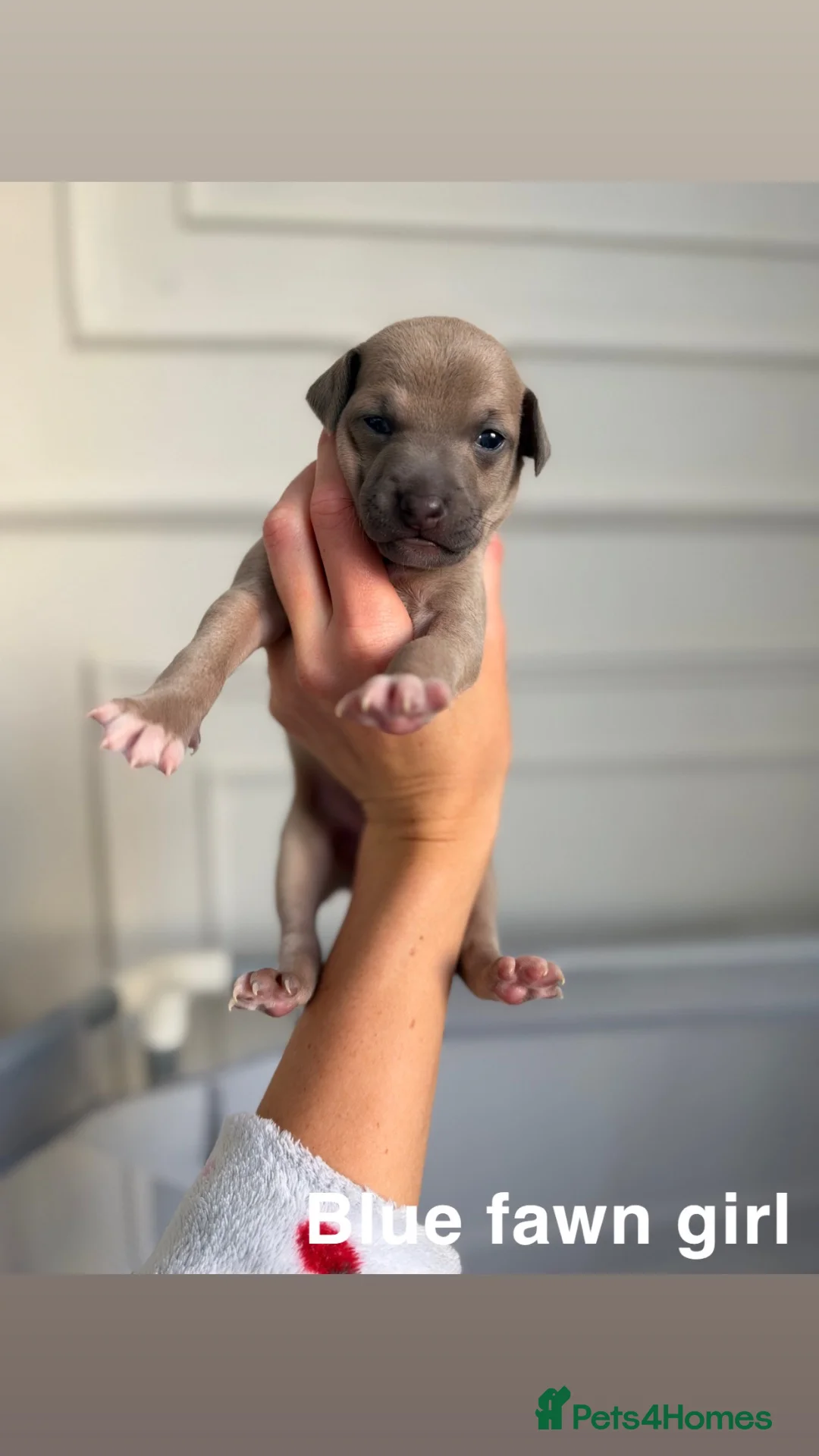 Italian Greyhound dogs for sale: KC Registered Italian Greyhound Puppies  in Carlisle - Advert 2