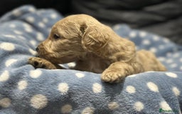 Bernedoodle dogs for sale: F1B STANDARD  BERNADOODLE LAST FEW - Image 18