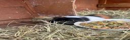 Guinea Pig rodents for sale: Guinea pigs in Wymondham - Advert 6