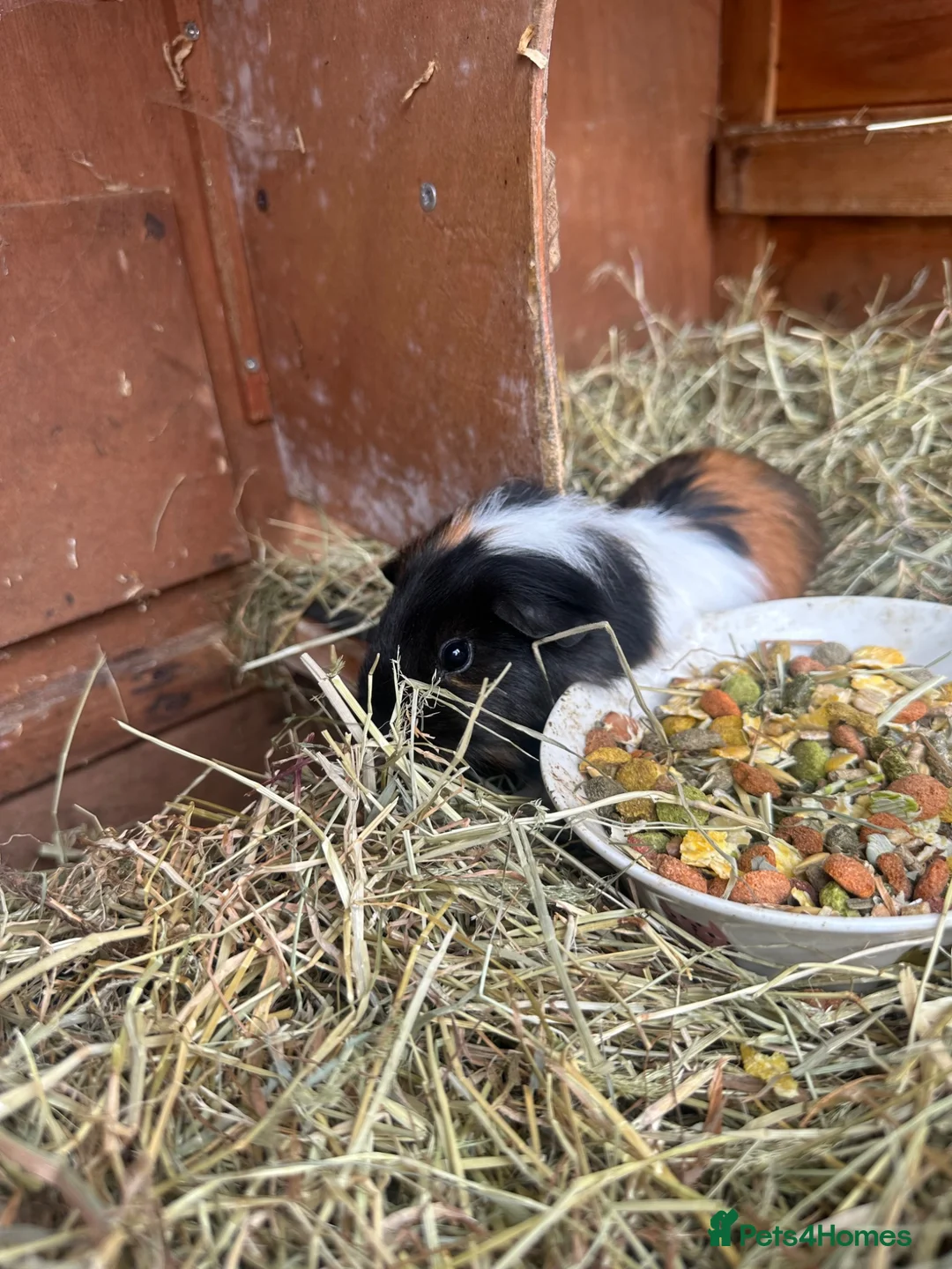 Guinea Pig rodents for sale: Guinea pigs in Wymondham - Advert 6