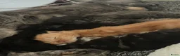Maine Coon cats for sale: Ready now ⭐️ Maincoon Tica kittens - Advert 15
