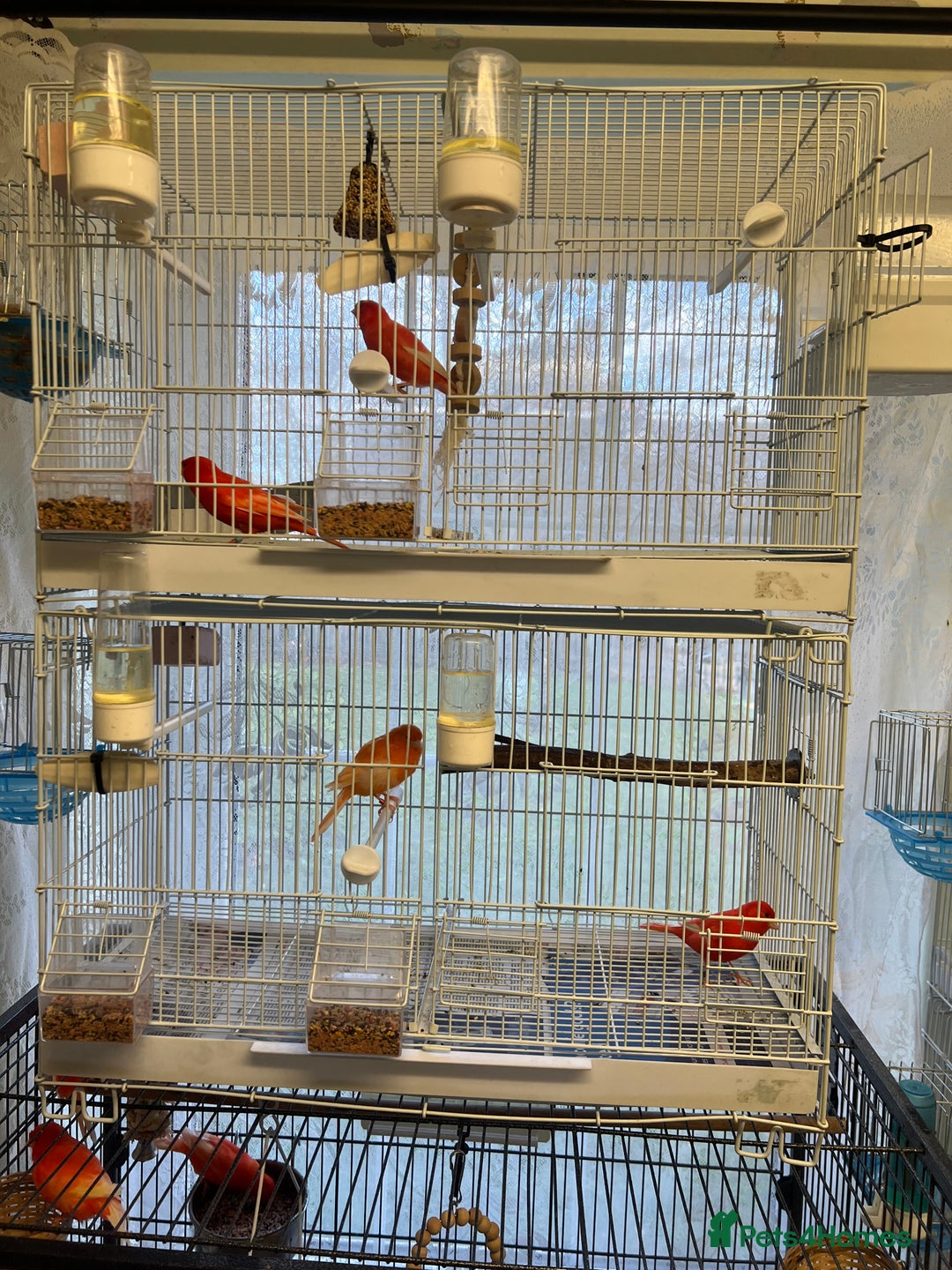 Canaries birds for sale: Varied Canaries for sale (Mostly Red Factors) - Advert 3