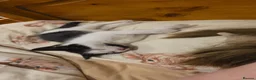 Domestic Shorthair cats for sale: Fluffy kittens - Advert 16
