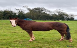 Other Breed horses for sale: 14’2 13 year old quantock hill pony mare - Image 2