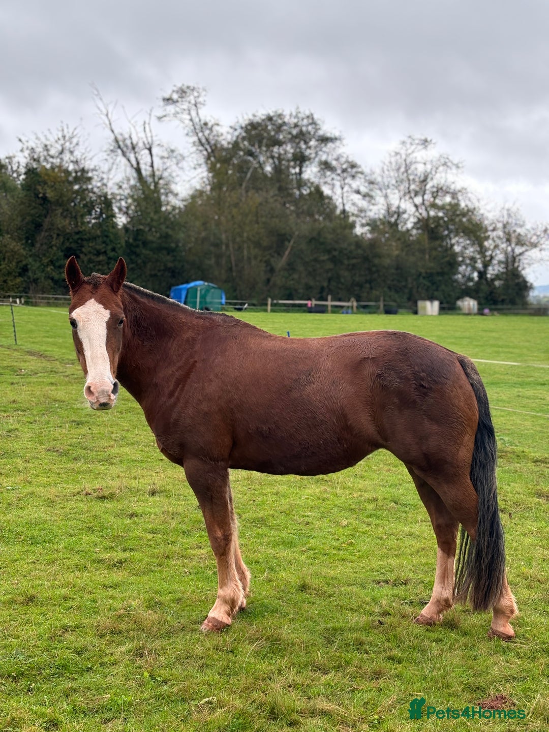 Other Breed horses for sale: 14’2 13 year old quantock hill pony mare - Image 2