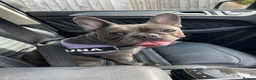 French Bulldog dogs for sale: Mother & daughter  in Liverpool - Advert 3