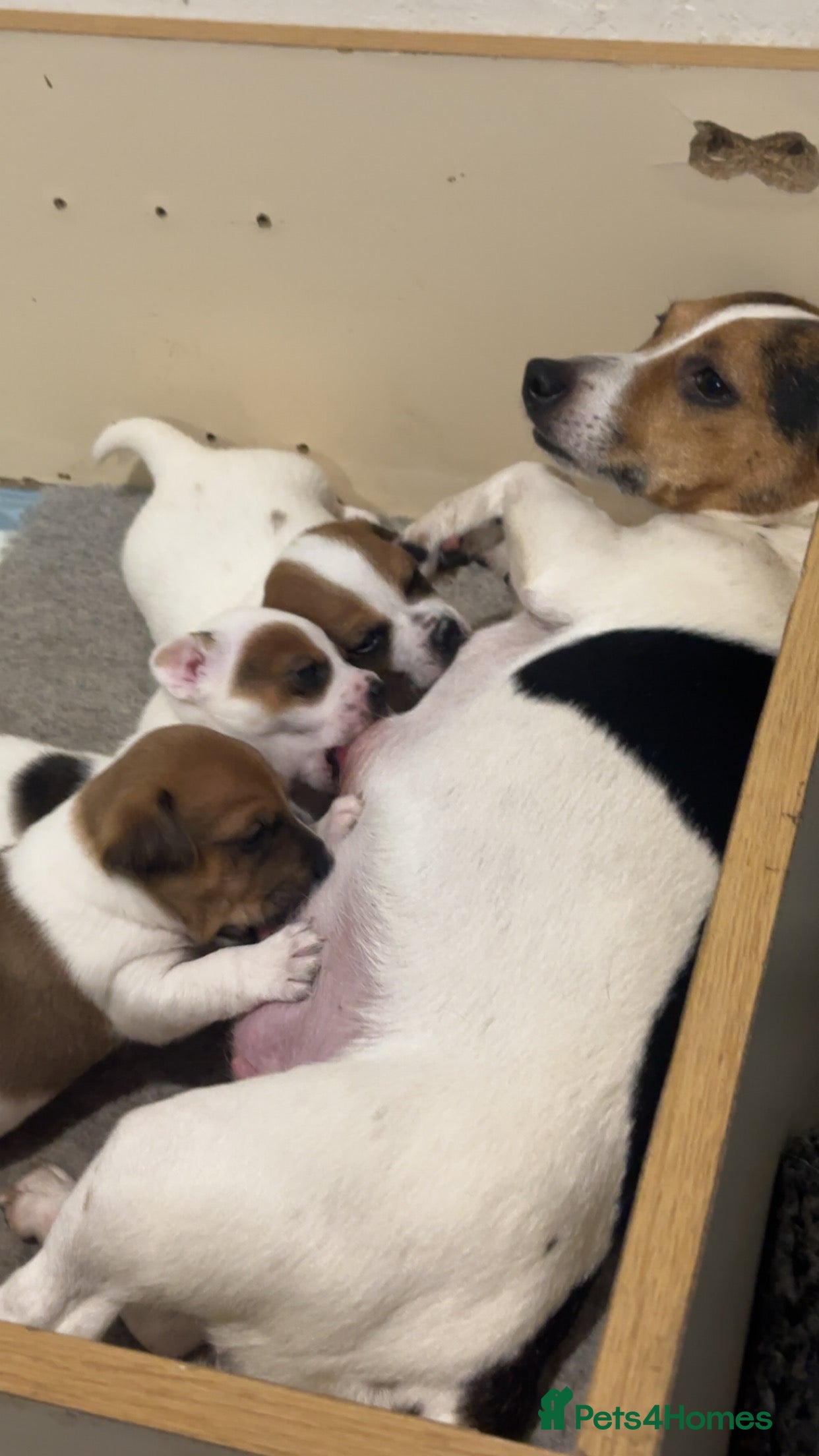 Jack Russell dogs Three lovely short legged Jack Russel puppies  - Advert 10