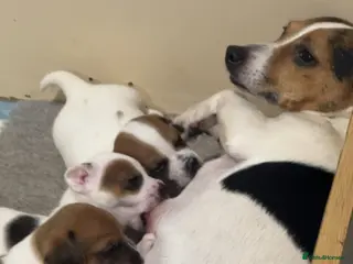 Jack Russell dogs Three lovely short legged Jack Russel puppies - Advert 1
