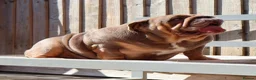 English Bulldog dogs for sale: Beautiful Pixie - Advert 3