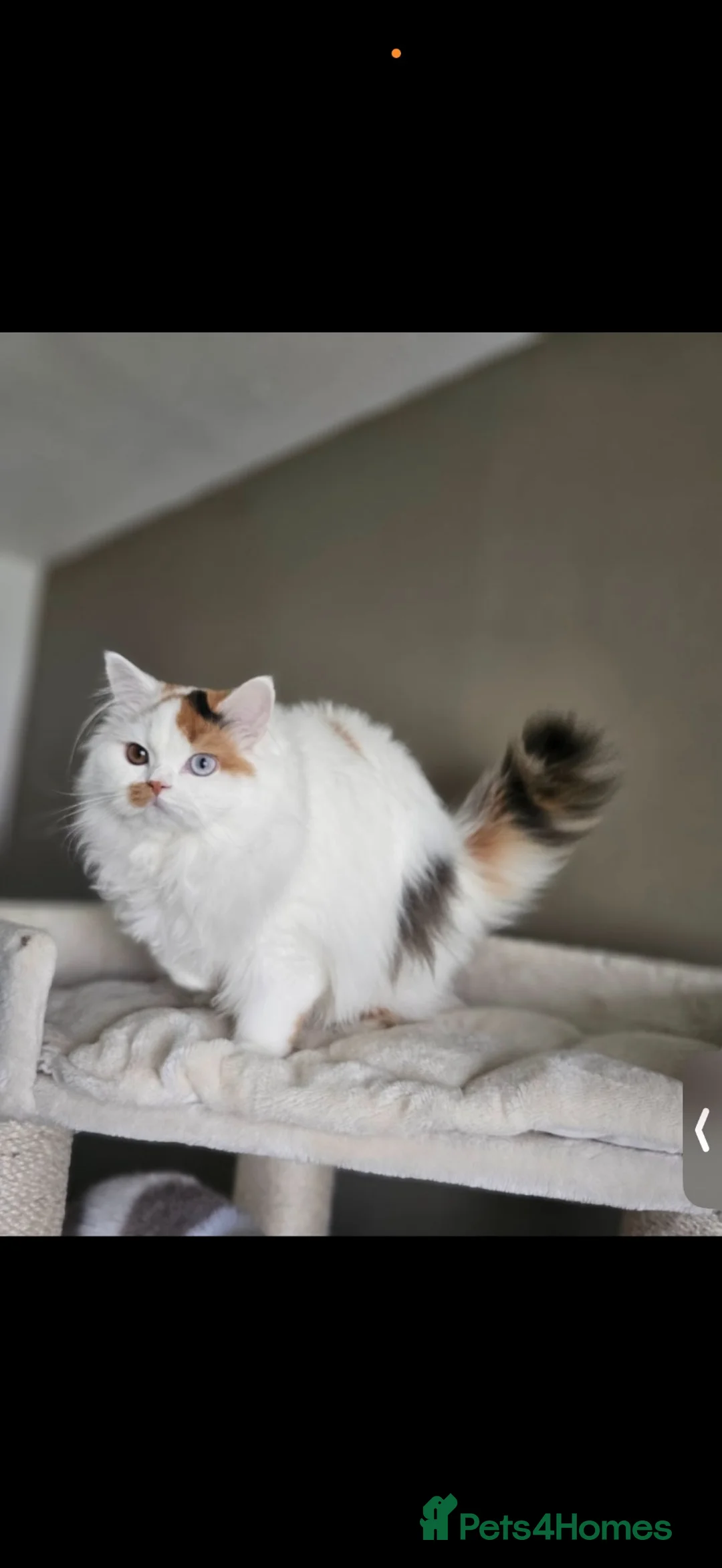 British Shorthair cats for sale: Beautiful active reg British longhair  - Advert 6