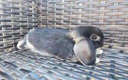 Mini Lop rabbits for sale: Cute Mini Lop Bunnies - Image 4