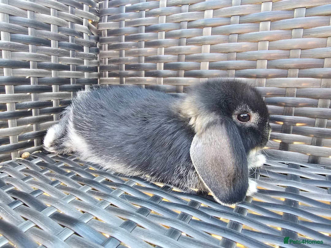 Mini Lop rabbits for sale: Cute Mini Lop Bunnies - Image 4