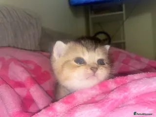 British Shorthair cats Beautiful 😻 Golden british short hair - Advert 10