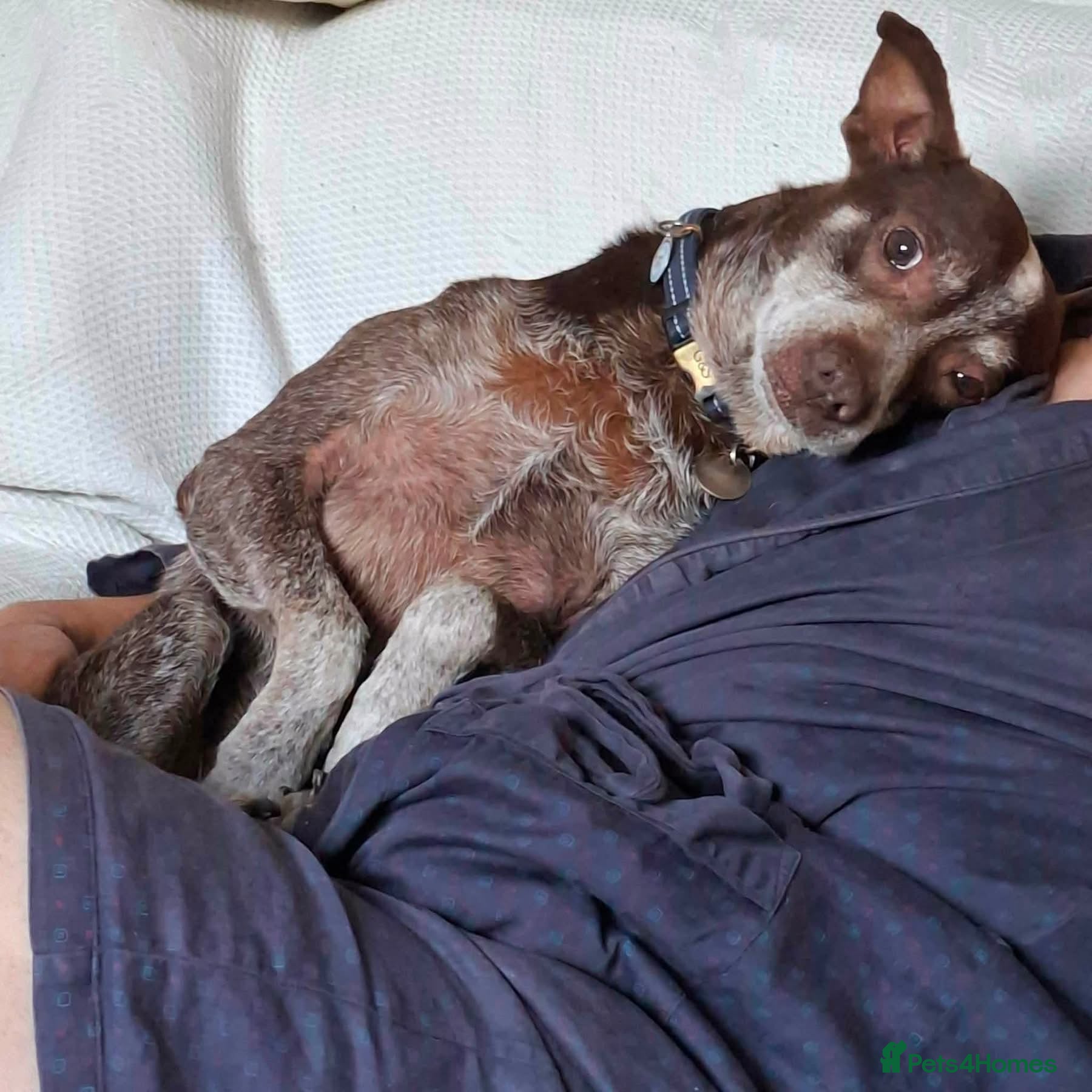 Mixed Breed dogs Benji - Fakenham Norfolk  - Advert 1