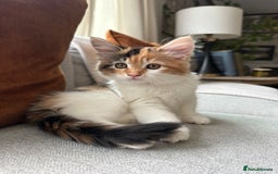 Mixed Breed cats for sale: Mainecoon mix kitten - Image 2