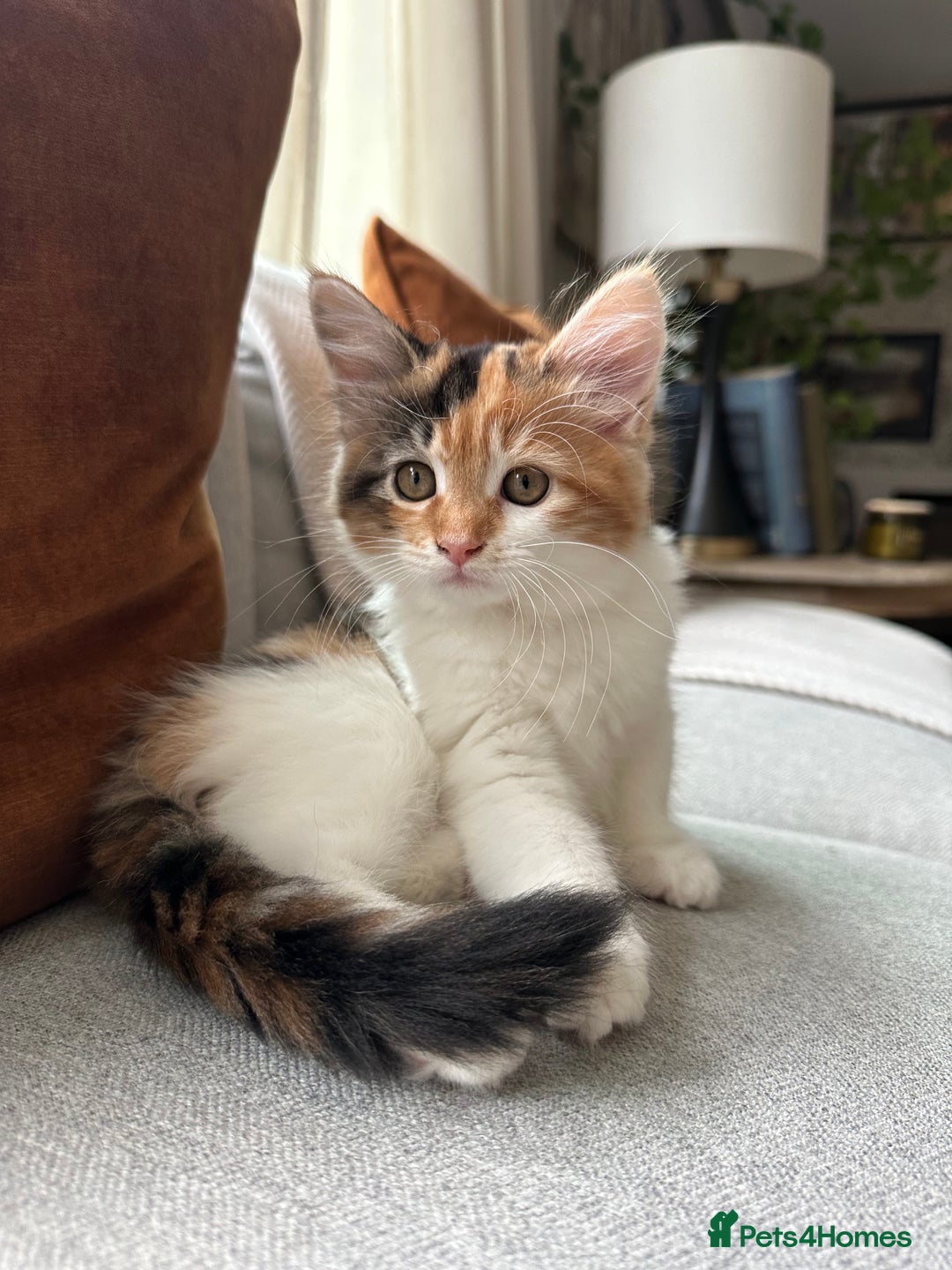 Mixed Breed cats for sale: Mainecoon mix kitten - Image 2