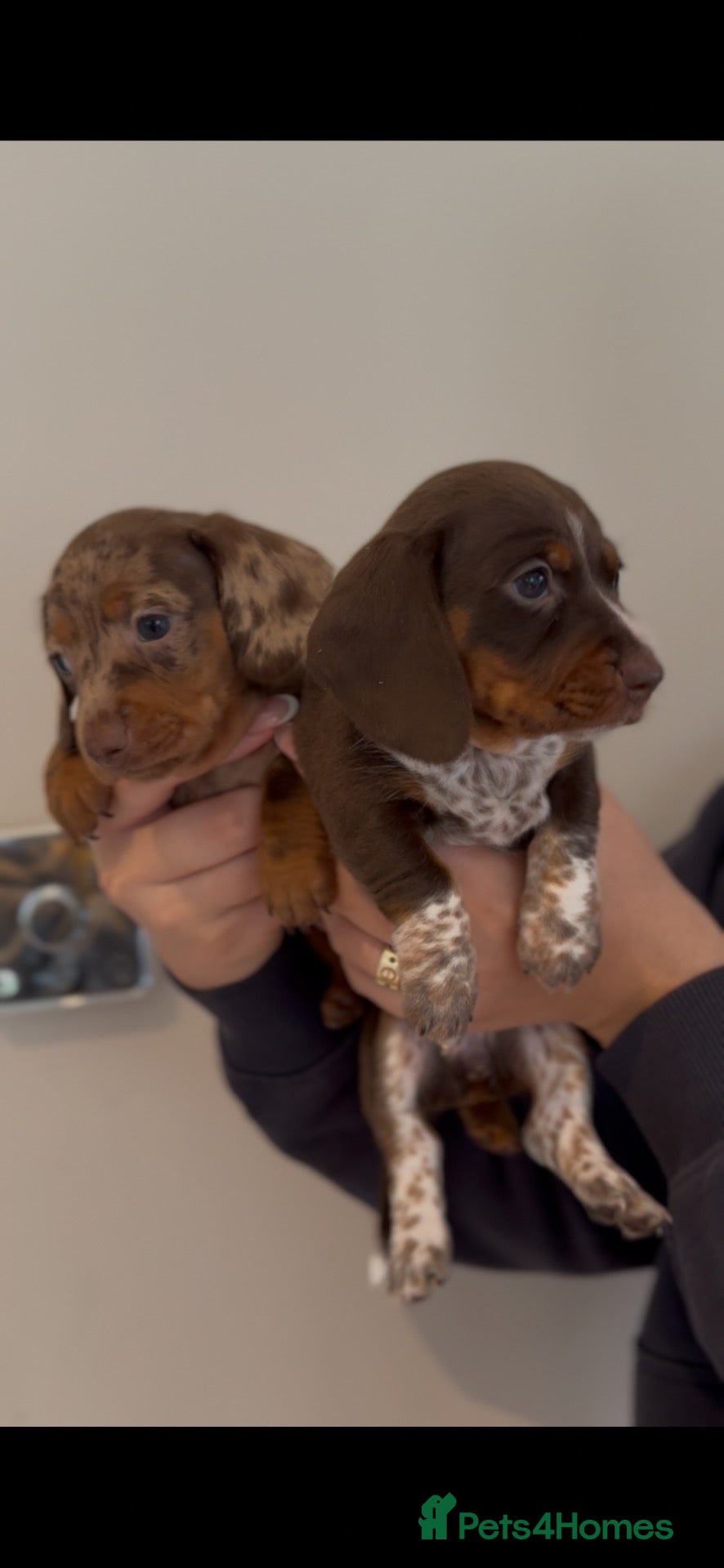 Miniature Dachshund dogs Stunning miniature Dachsunds kc reg  - Advert 1