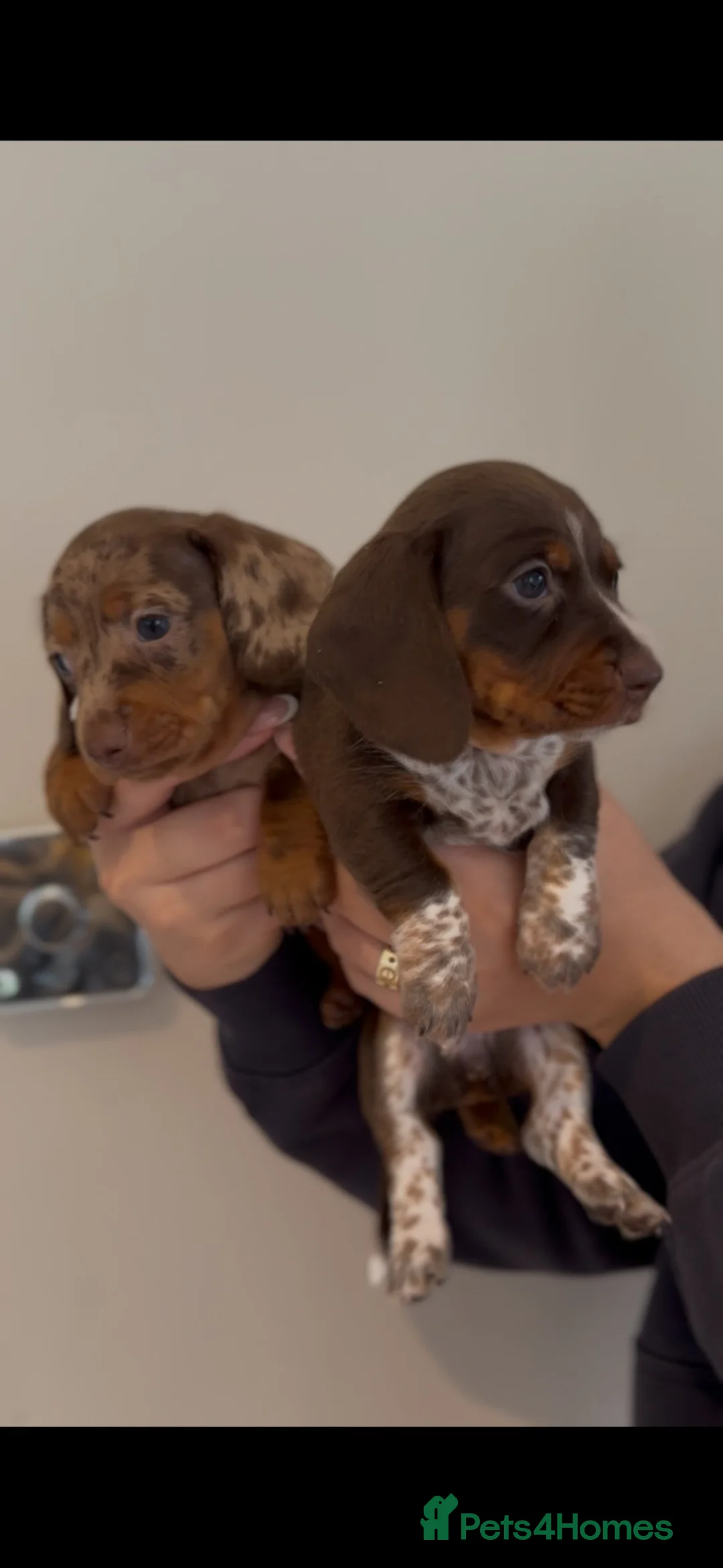 Miniature Dachshund dogs for sale: Stunning miniature Dachsunds kc reg  - Advert 1